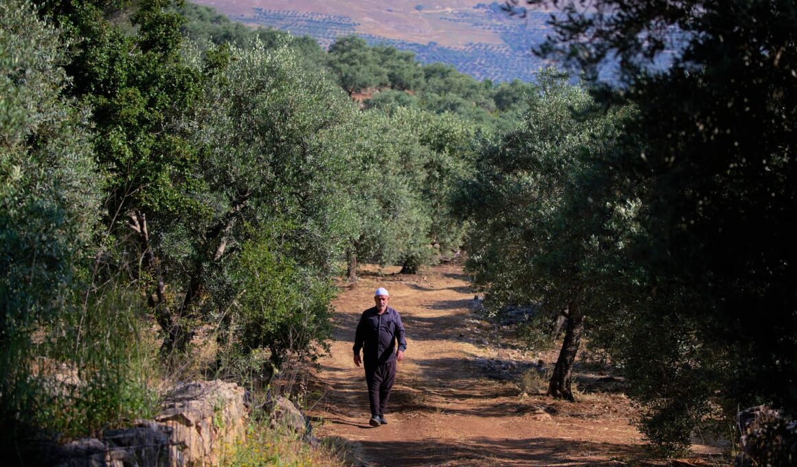 Lebanese Olive Oil Exports Plunge as Conflict Disrupts Harvest and Trade