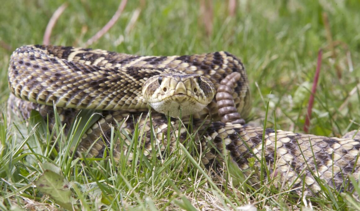 An Eastern diamondback rattlesnake coiled on grass with its head raised.